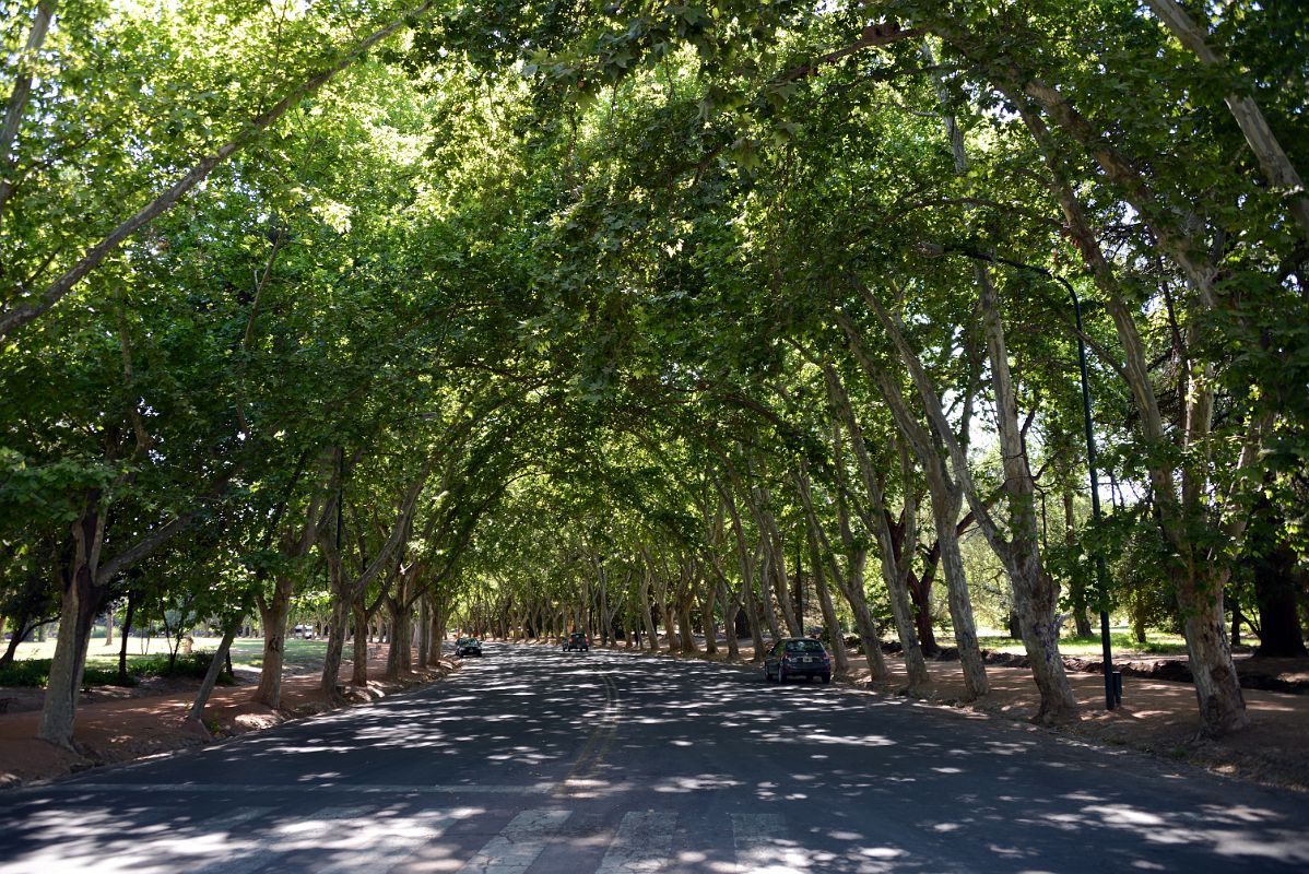 14-03 Canopy Of Trees Over The Street In Mendoza Parque General San Martin